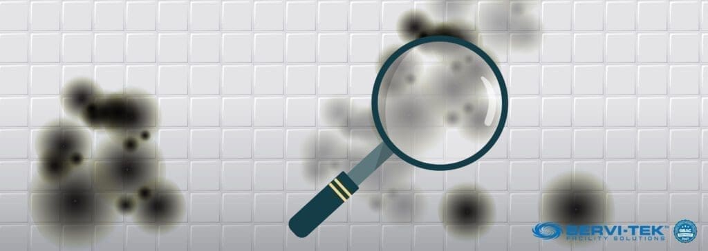 What is Black Toxic Mold
